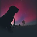 Sarah Delyea of Newcastle shared a moment with her lab, overlooking Lake Ontario underneath the northern lights.