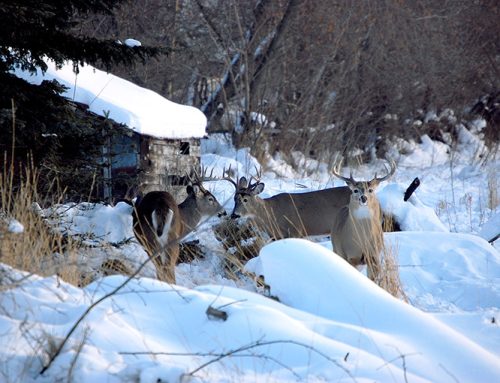 Assessing the age of white-tailed deer