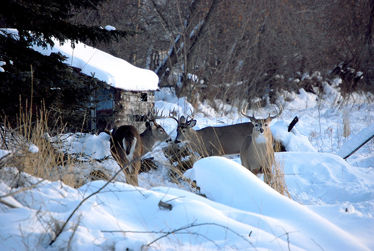 white tailed deer age