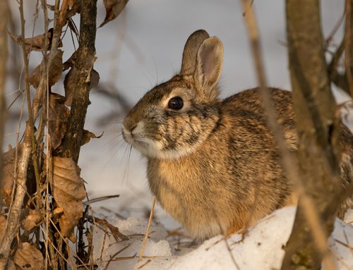 Ask A CO: On snaring rabbits in WMU 50