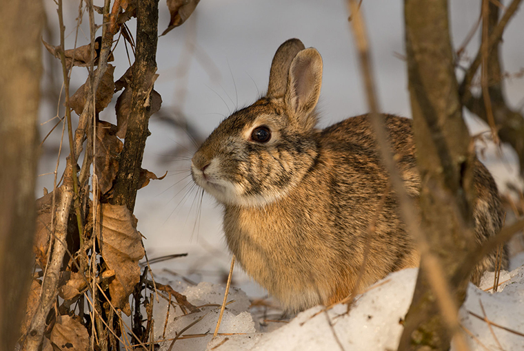 snaring rabbits