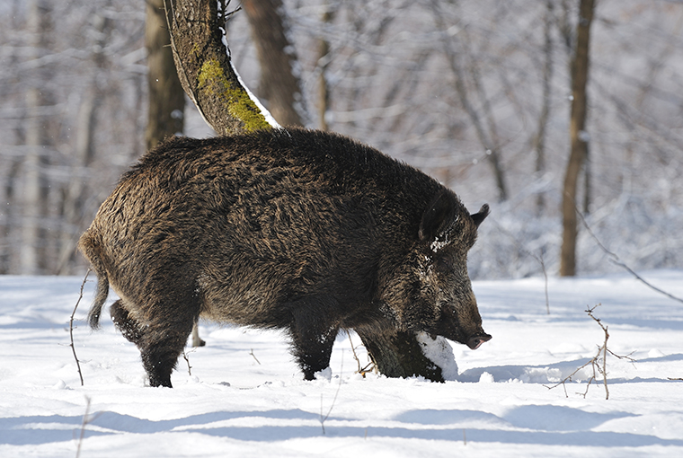 wild pigs cwd