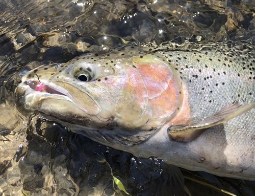 How to bottom bounce for steelhead