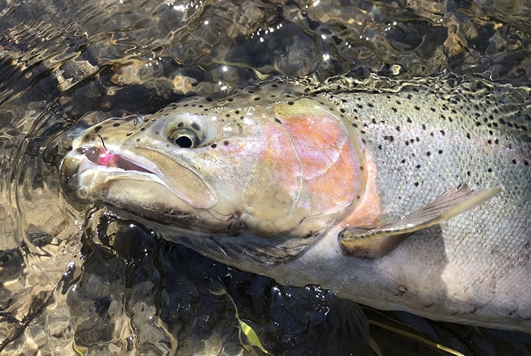 bottom bouncing steelhead