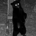 Carlo Rende of Tottenham documented this bear scratching in WMU 60 (Havelock).