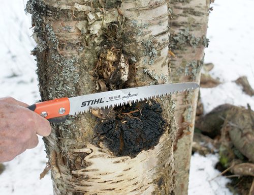 Foraging chaga