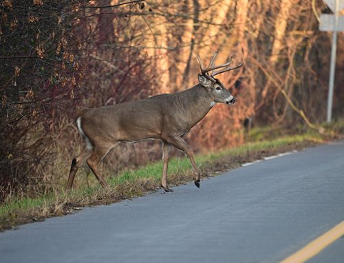 Wildlife-related collisions up in central Ontario