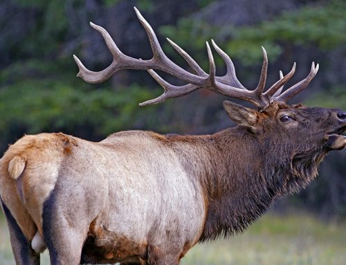 Calling all elk lovers