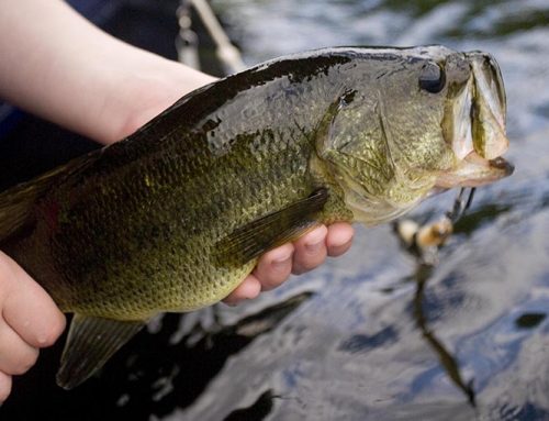 Province invests in fish hatcheries