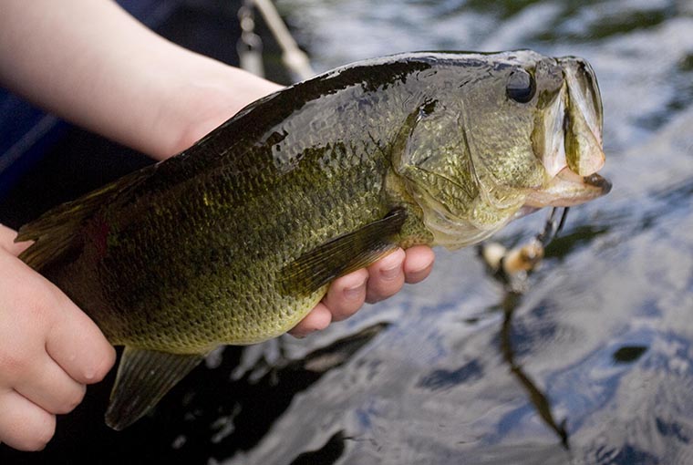 fish hatcheries