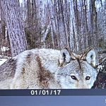 Gregory Polden of Espanola forgot his deer camera was out over the winter, and was pleased to find it was still working come spring in WMU 37 (Agnew Lake).