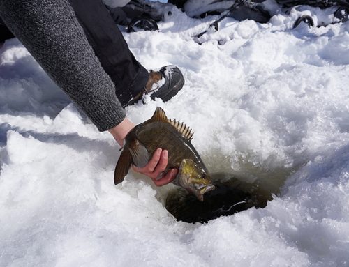 Icing bass in winter