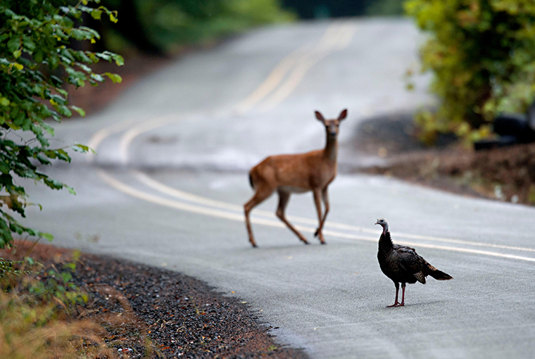 keeping roadkill deer turkey