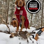 Photo Friday winner Raven Ivany of Sprucedale was pleased when two-year-old smooth Vizsla, Vulcan, gave her a Christmas Day ruffed grouse in Muskoka.