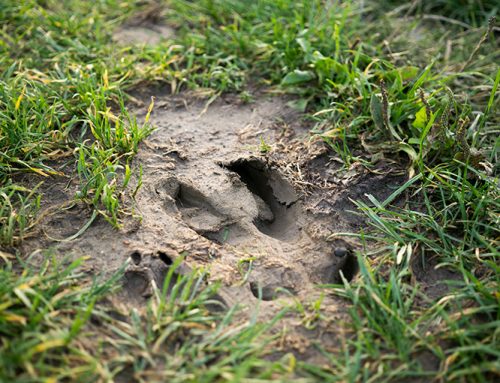 Wild pigs kept at bay