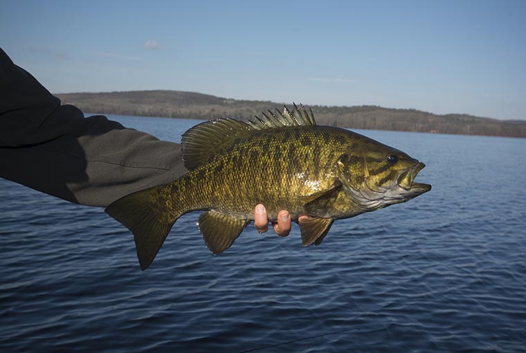 highway 60 smallmouth bass