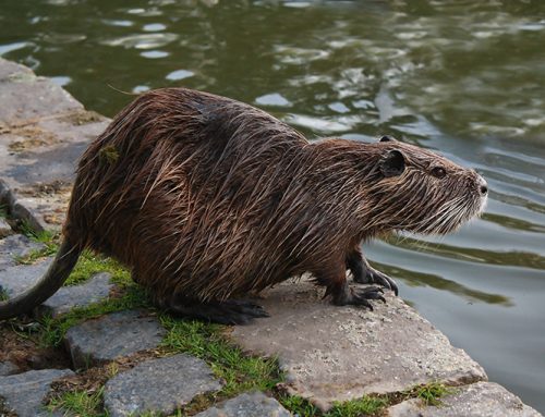 Ask an Expert: nutria detection