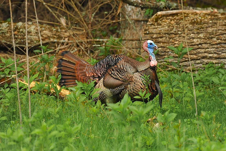 shot placement turkey