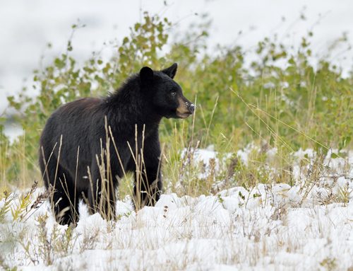 Preventing black bears