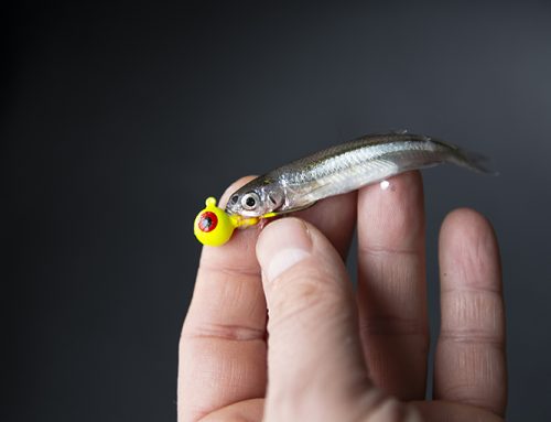 Tips for fishing with live minnows
