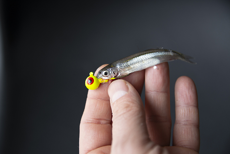 Tips for fishing with live minnows