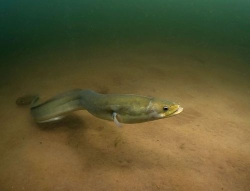 Protecting the American eel