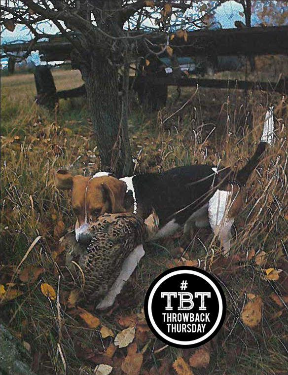 beagles for hunting