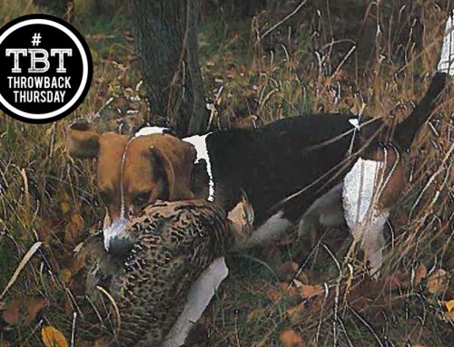 TBT: Using beagles for hunting