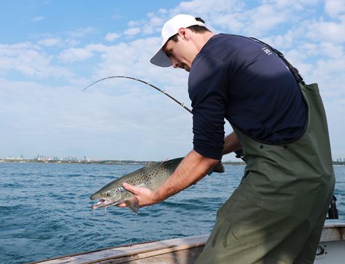 Circling Great Lakes chinook salmon