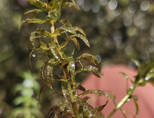 OFAH takes action on hydrilla