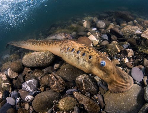 Learning about sea lamprey