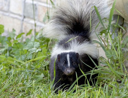 Ask A CO: On skunk dispatch poles