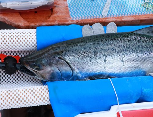 Circling Great Lakes chinook salmon
