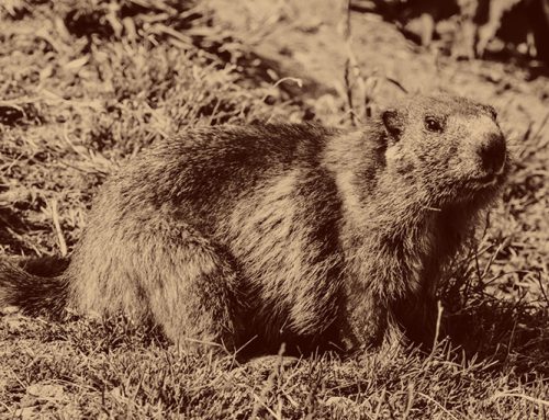 Poem: Groundhog memories