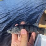 Jesse Finn of Kitchener caught this colourful perch last summer using a bare hook and a worm while in a panfish challenge from a small canoe with his friend, Brennan Hochstedler, near Sioux Lookout.