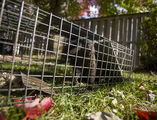 Trapping from your yard