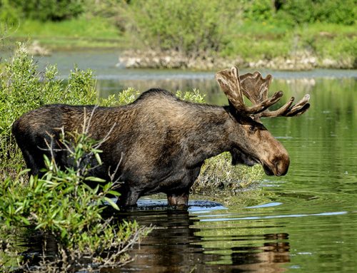 Aerial moose surveys back on schedule