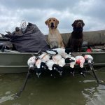 Nick Ayres of Innisfil maintains that diver hunting is some of the best waterfowl hunting you can do. Nick’s yellow lab Chief and Mike Masucci’s chocolate lab, Lacey, excelled on Lake Couchiching when training with the Georgian Bay Hunt and Retriever Club in WMU 76.
