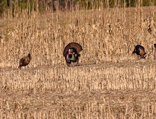 Ask a CO: On farmers and wild turkeys