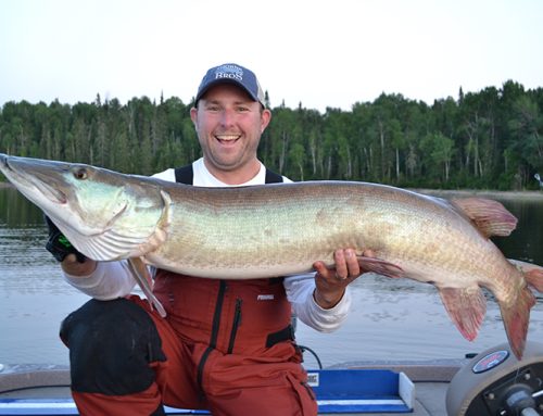Chasing 50 inches of muskie