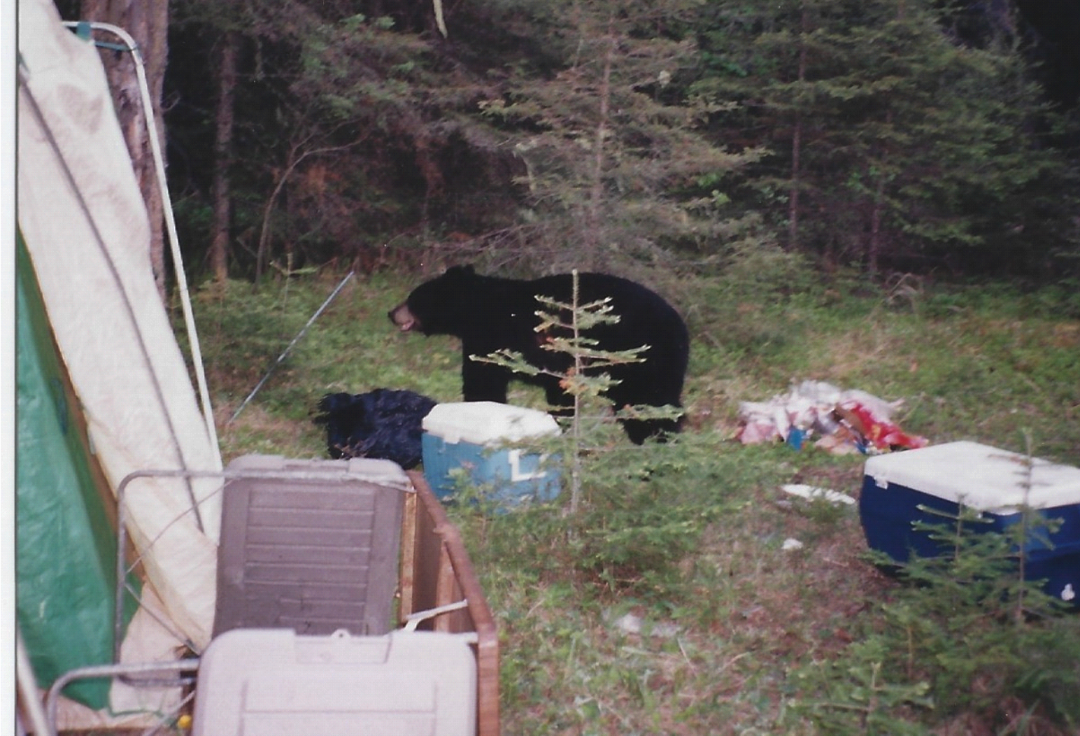 Lake Nipigon bear camp