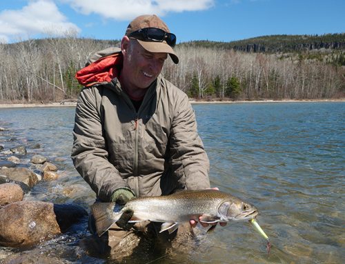 Coaster brook trout comeback