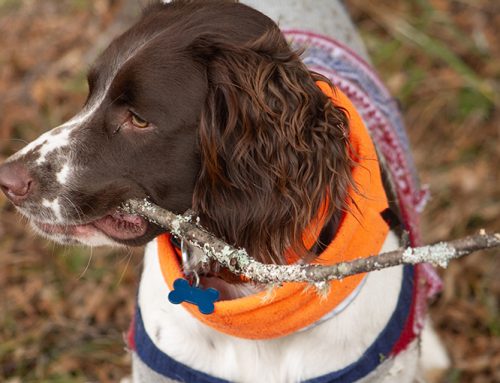 Ask A CO: On dogs and hunter orange