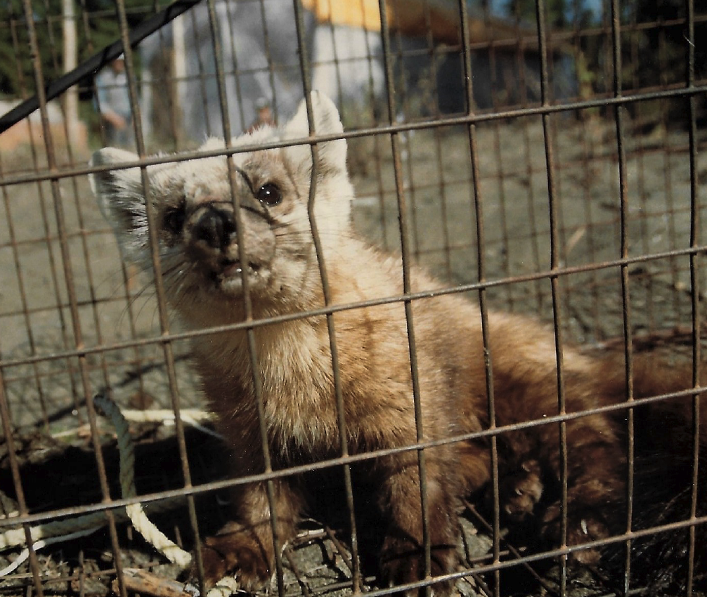 Lake Nipigon marten
