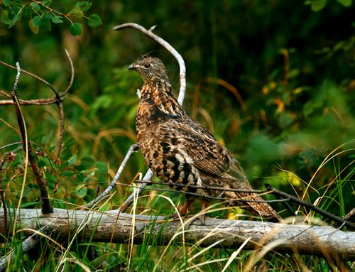 Early-season grouse hunting