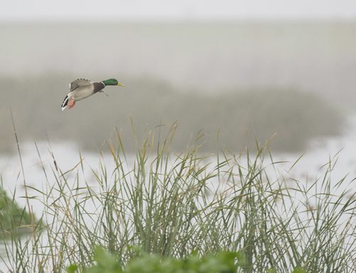 Poem: Opening Day Ducks | On the Pond