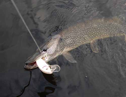 Muskie moves for XL pike
